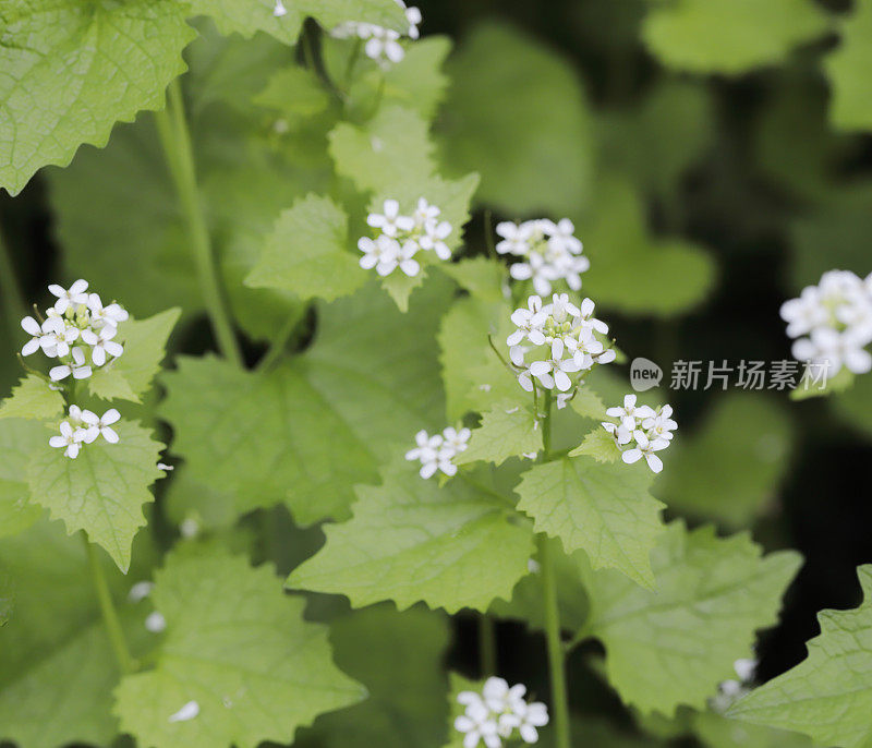 蒜芥，篱笆旁的杰克(Alliaria petiolata)